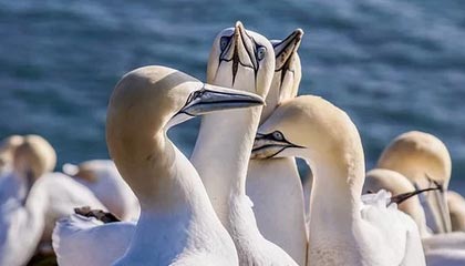 _开云体育_ CBA全明星赛回顾，明星球员的绝佳表现_，cba全明星出场