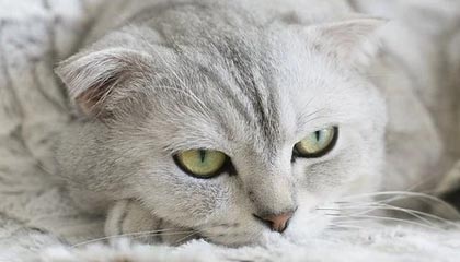 爱游戏下载_ 专业分析：电竞赛事中的战术与心理战，电竞中的心理学