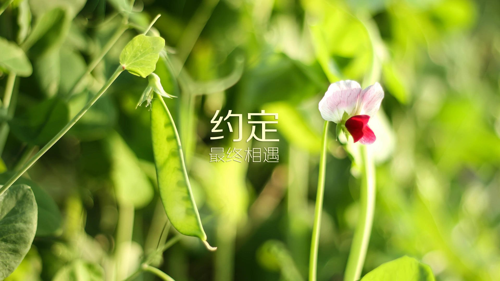 葡萄牙体育阵容调整备战关键比赛，葡萄牙参赛球员